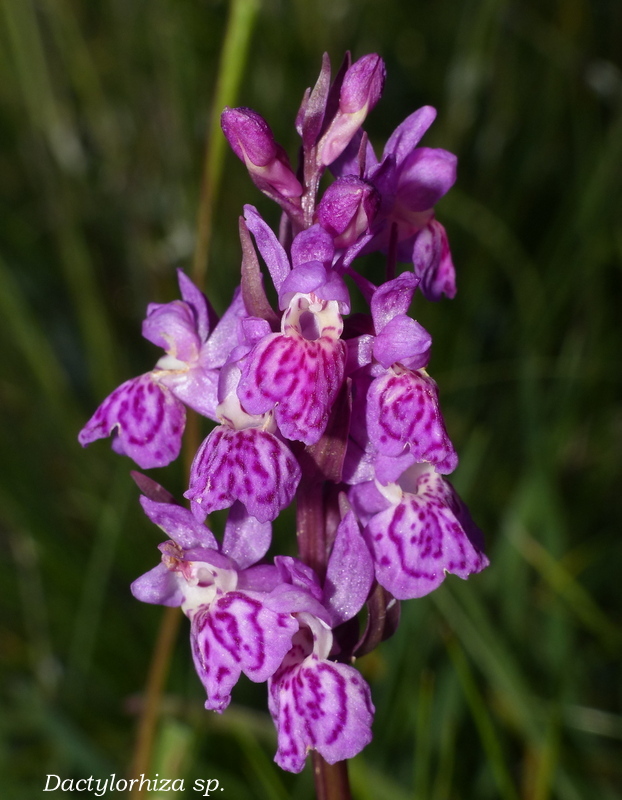 Monte Doro e Cima della Laghetta, le orchidee e i loro ambienti - luglio 2025.
